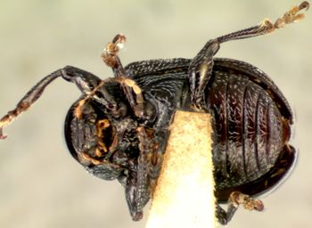 Media type: image;   Entomology 28395 Aspect: habitus ventral view